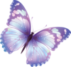  Butterfly Purple  Image